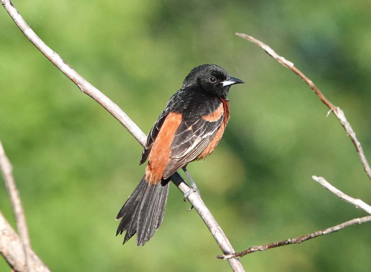 Orchard Oriole - ML450123341