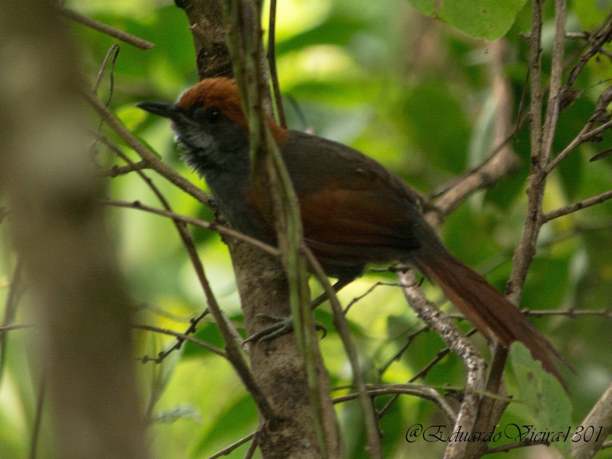 Pinto's Spinetail - ML450123371