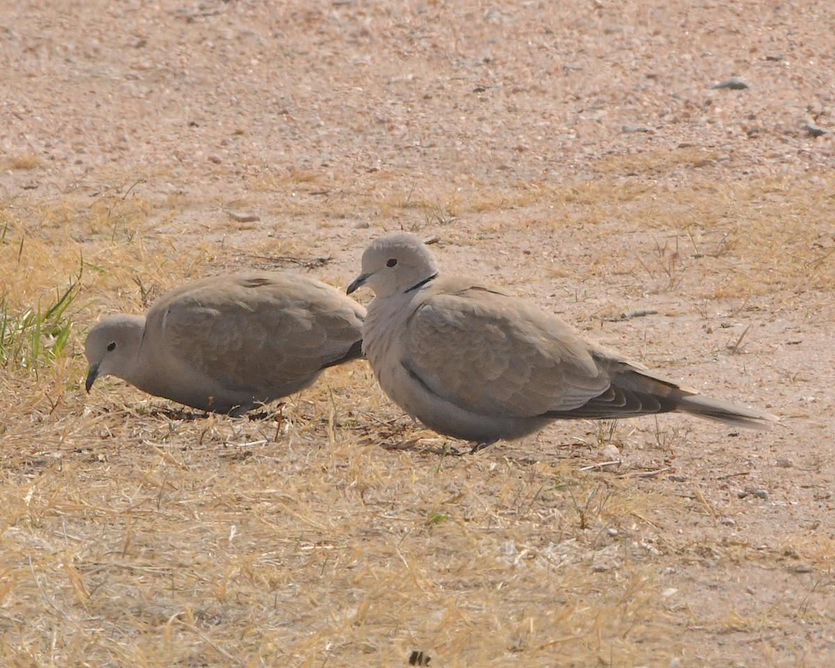 Eurasian Collared-Dove - ML450125701