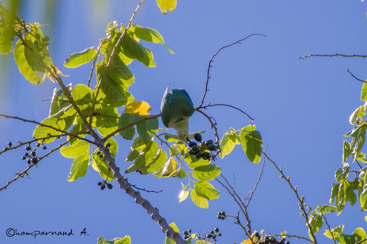 Серо-зелёный фруктовый голубь - ML45012801