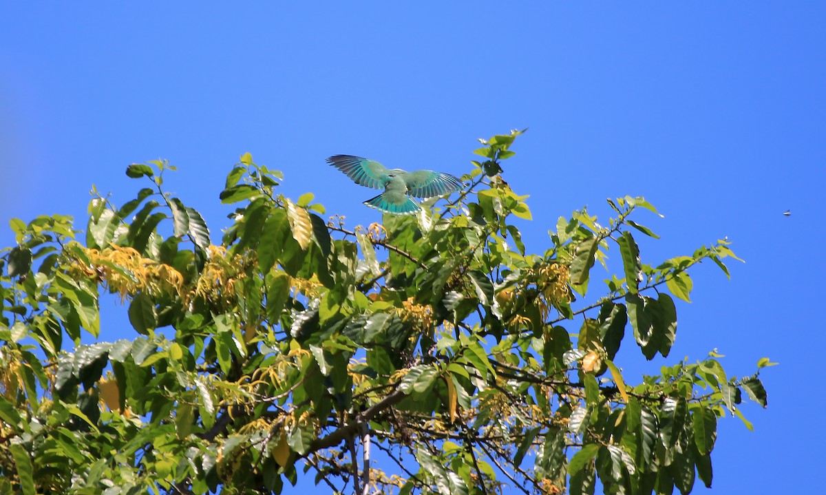 Серо-зелёный фруктовый голубь - ML45012811