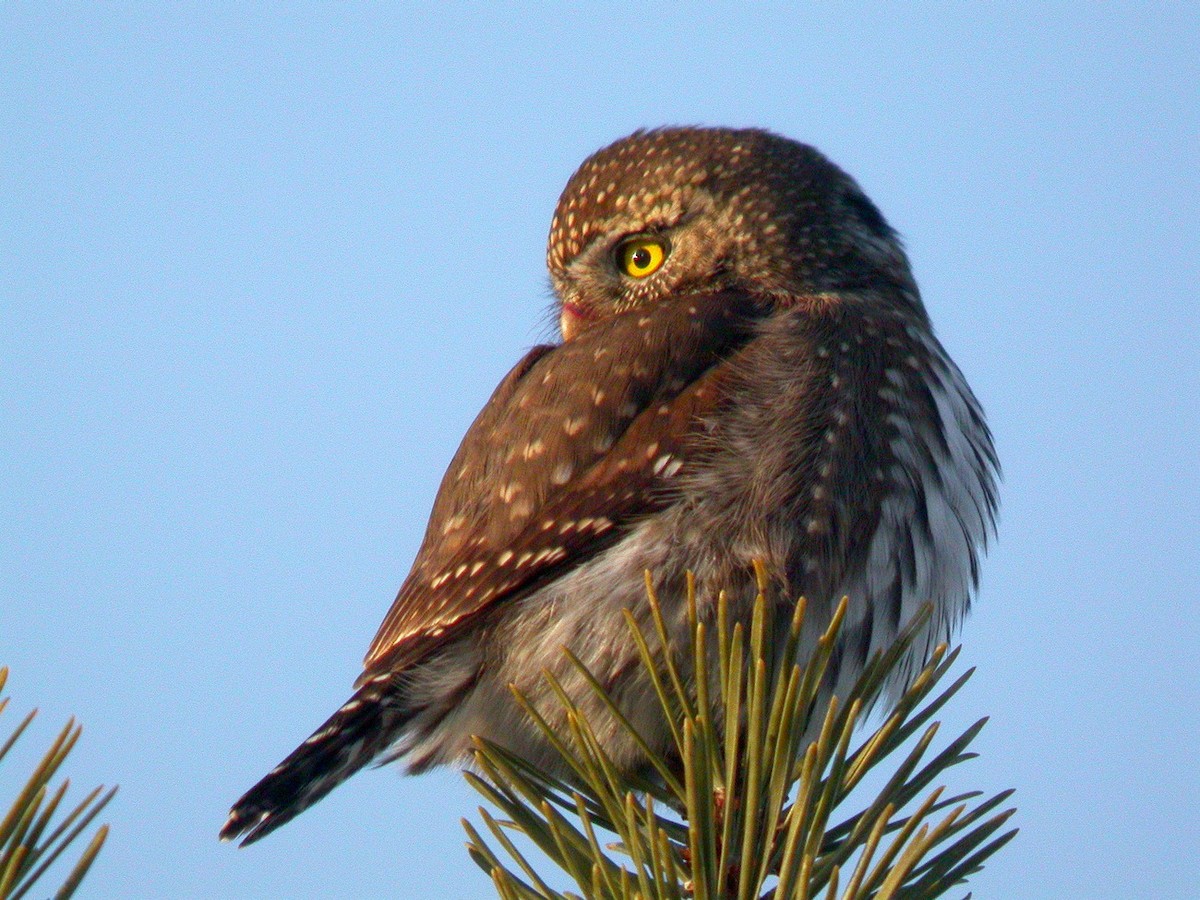Northern Pygmy-Owl - Nat Drumheller