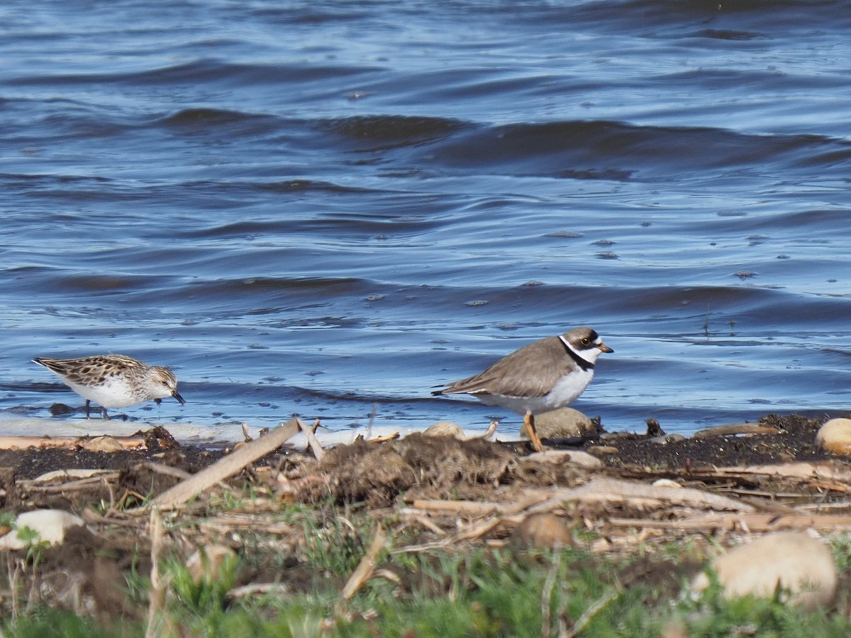 eBird Checklist - 17 May 2022 - Fort Saskatchewan--Gravel Pits - 36 ...