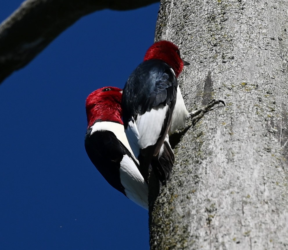 Red-headed Woodpecker - ML450132911