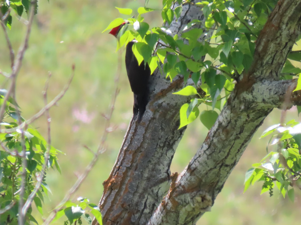 Pileated Woodpecker - ML450133551
