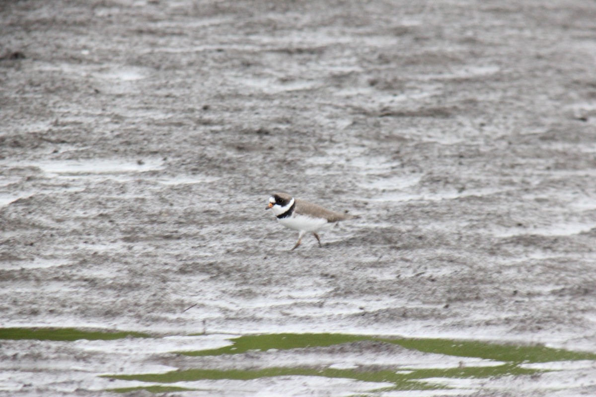 Semipalmated Plover - ML450134041