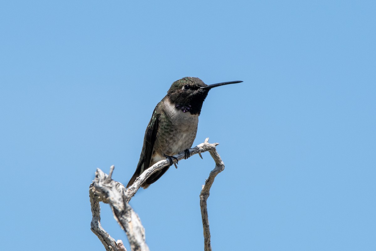 Black-chinned Hummingbird - Anne Craig