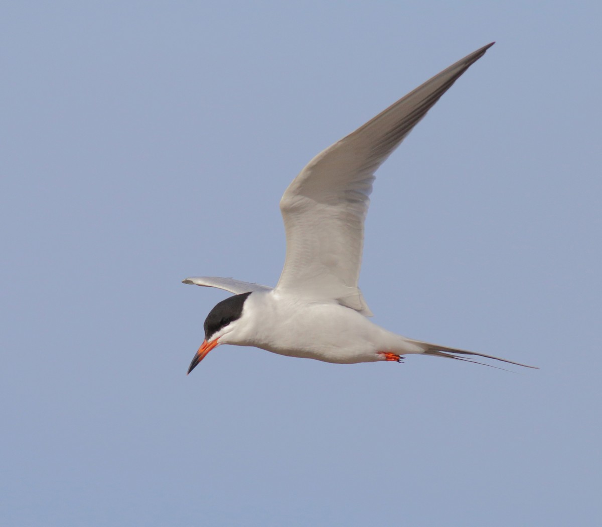 Common Tern - Terry Sohl