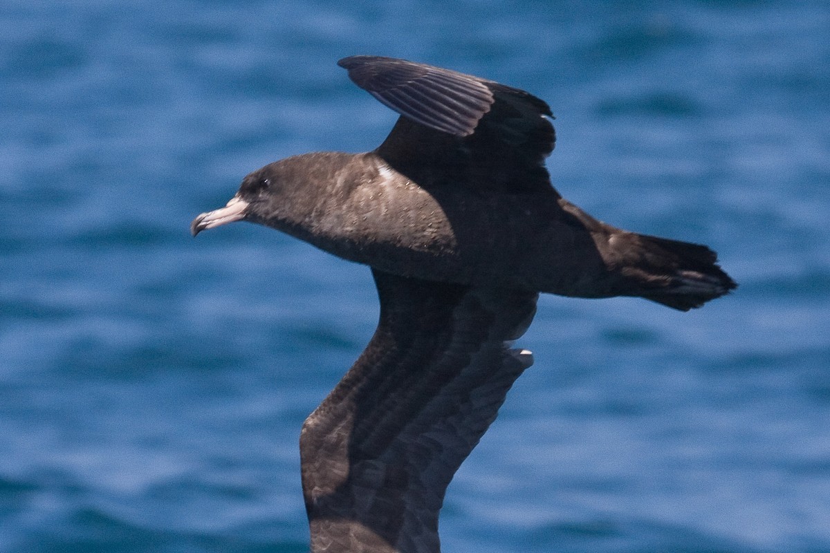 Flesh-footed Shearwater - ML45015021