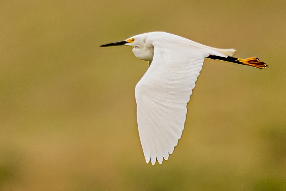 Snowy Egret - Walla Walla  County List