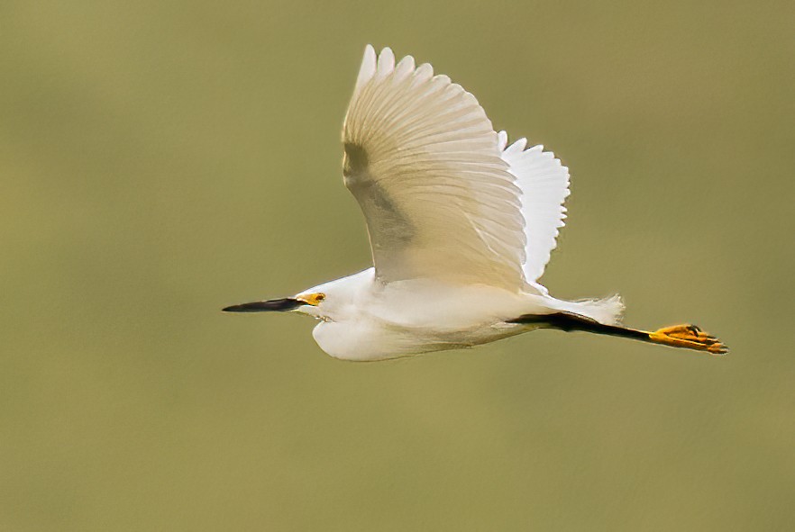 Snowy Egret - Walla Walla  County List