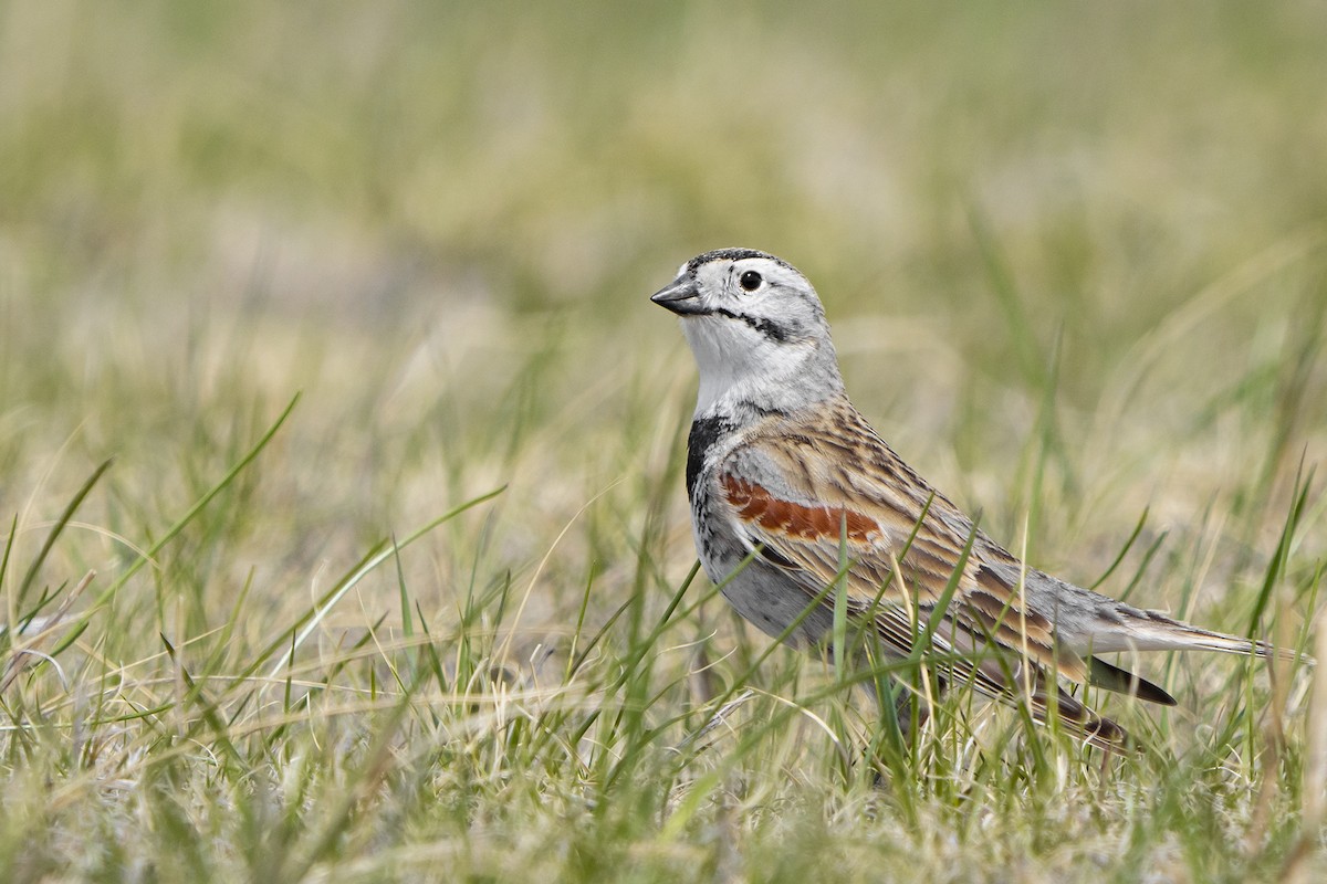 Thick-billed Longspur - ML450156481