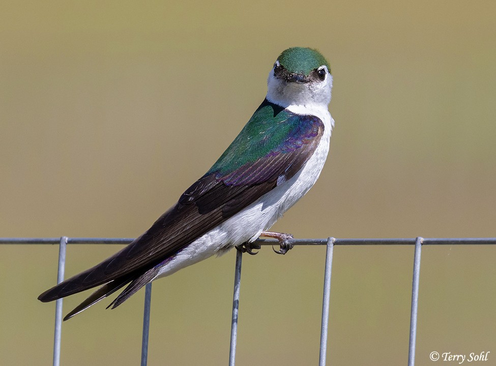 Violet-green Swallow - Terry Sohl