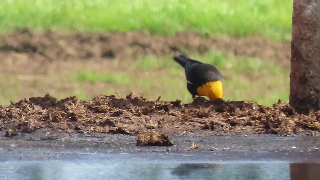 Yellow-headed Blackbird - ML450159361