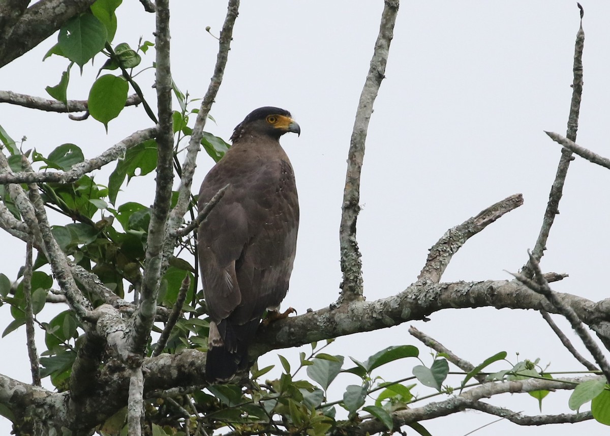 Crested Serpent-Eagle - ML450160141