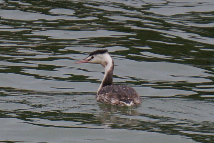 Great Crested Grebe - Henggang Cui