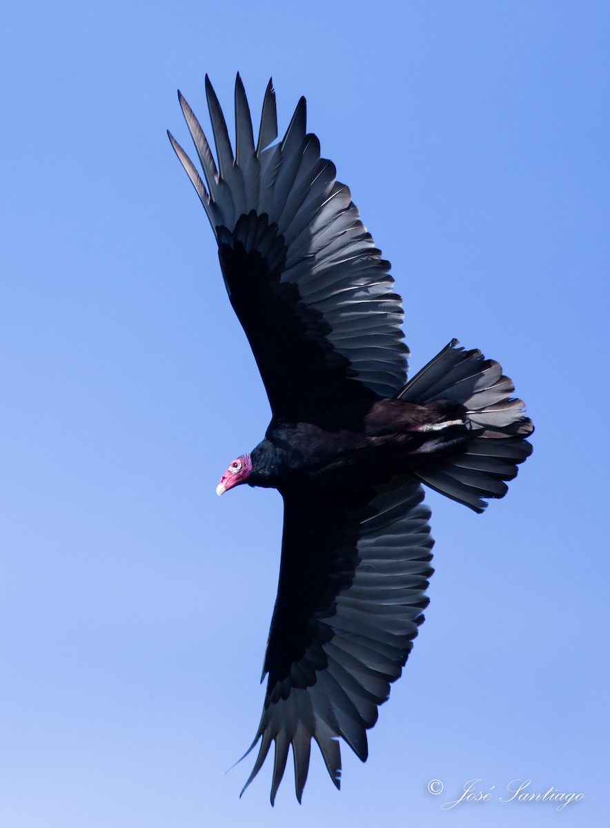Turkey Vulture - ML45017361