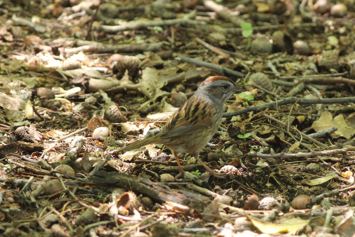 Swamp Sparrow - ML450175691