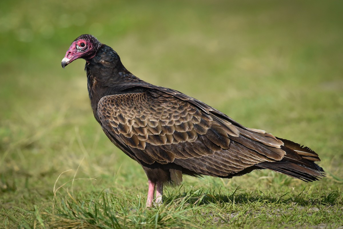 Turkey Vulture - Scott Martin