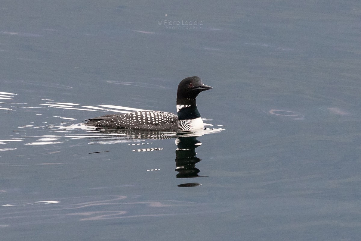 Common Loon - Pierre Photography