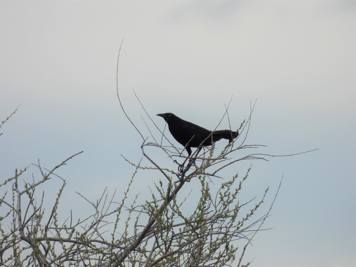 Great-tailed Grackle - ML450180071