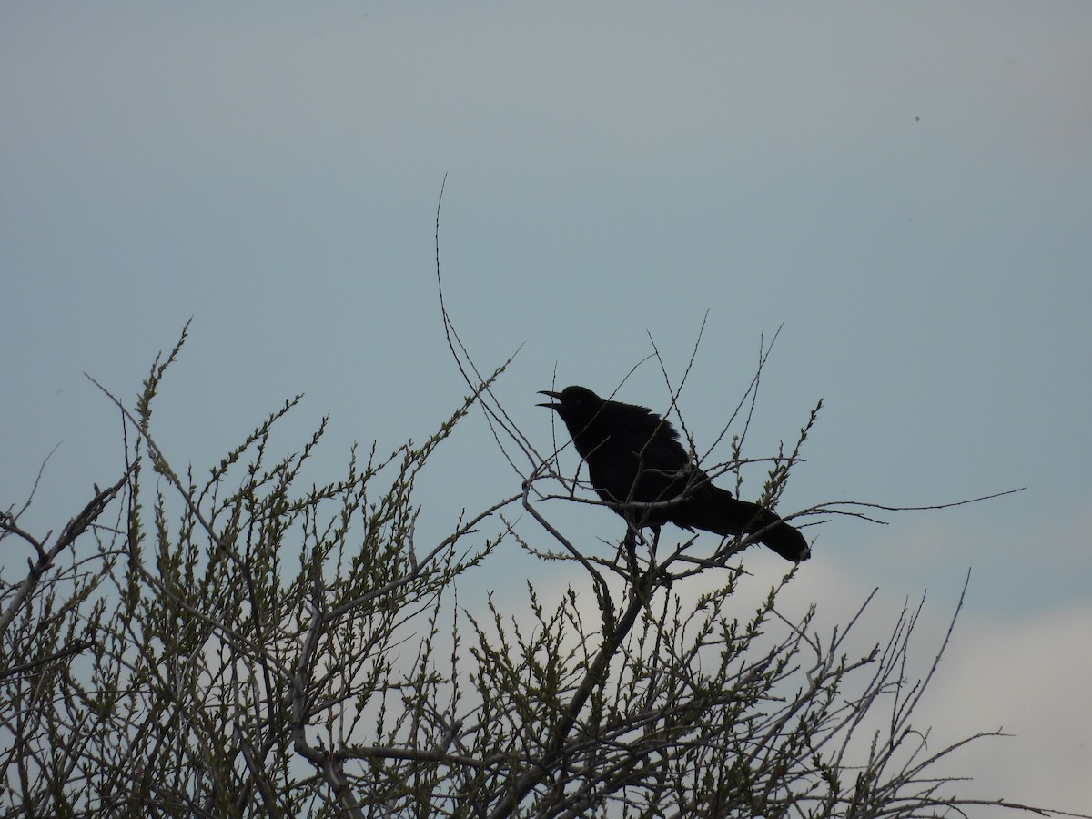 Great-tailed Grackle - ML450180081