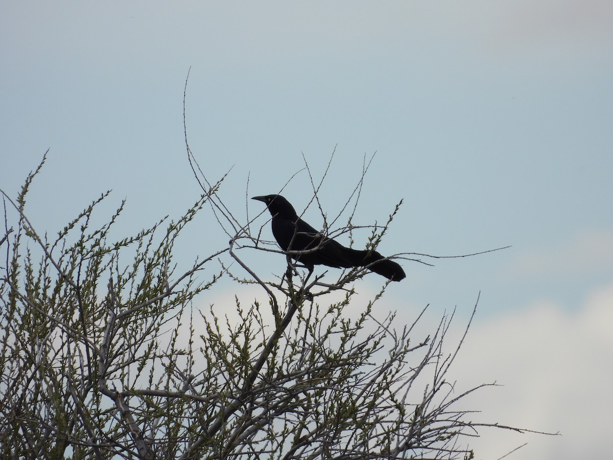 Great-tailed Grackle - ML450180091