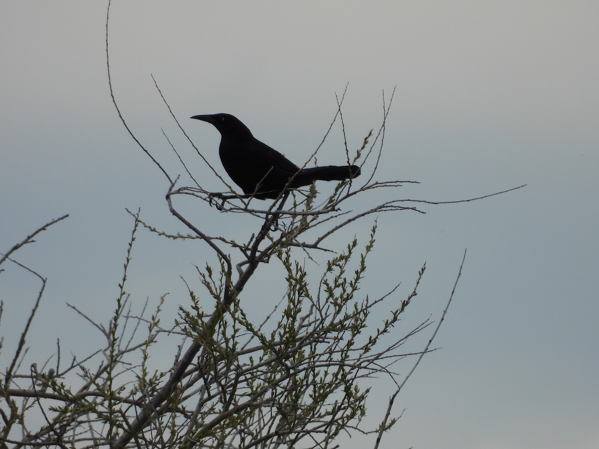 Great-tailed Grackle - ML450180111