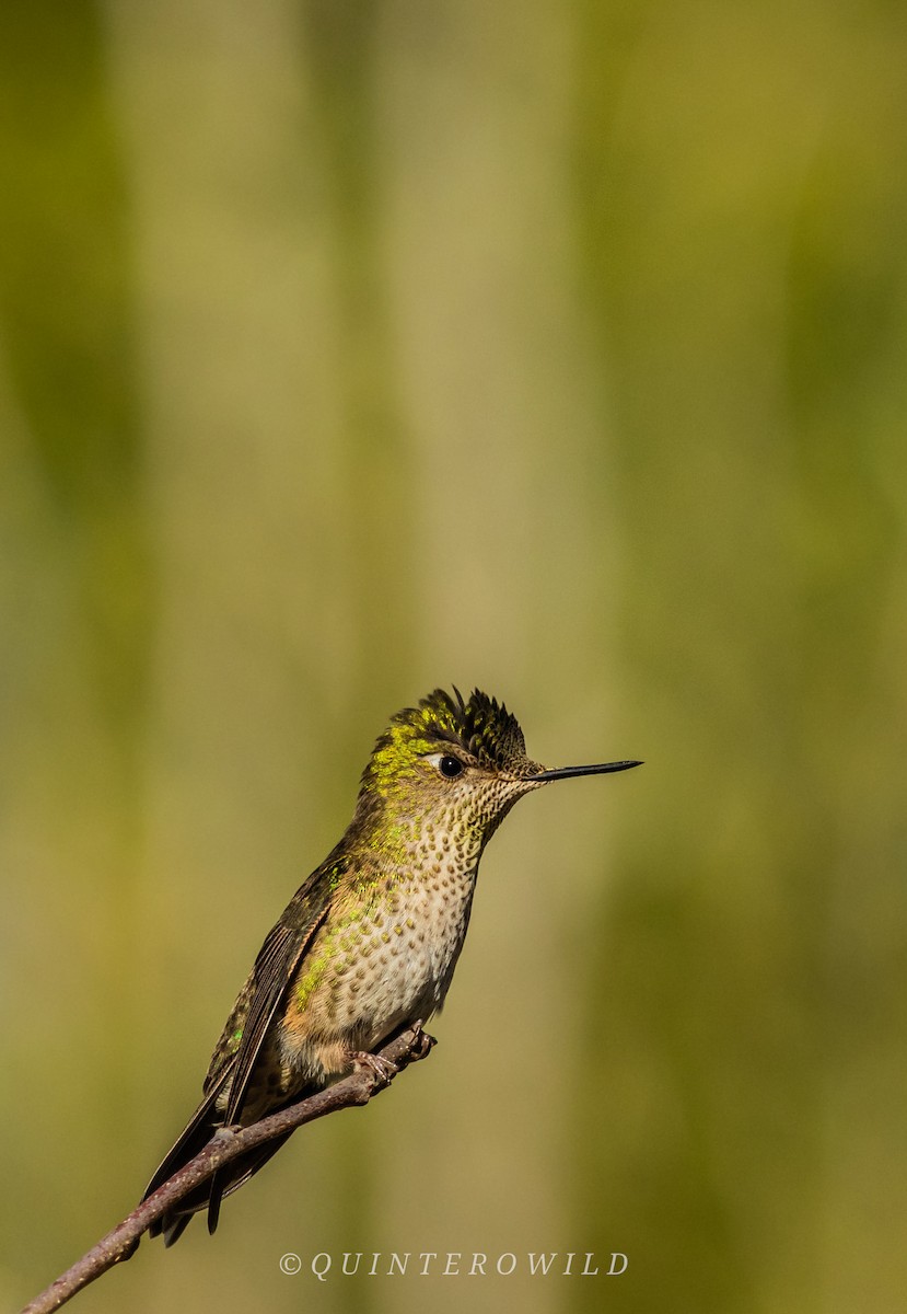 Green-backed Firecrown - ML450190091