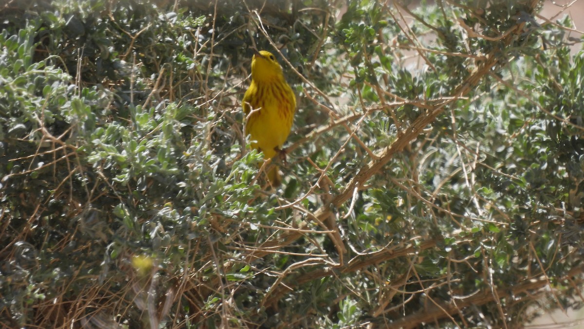 Yellow Warbler - ML450191951