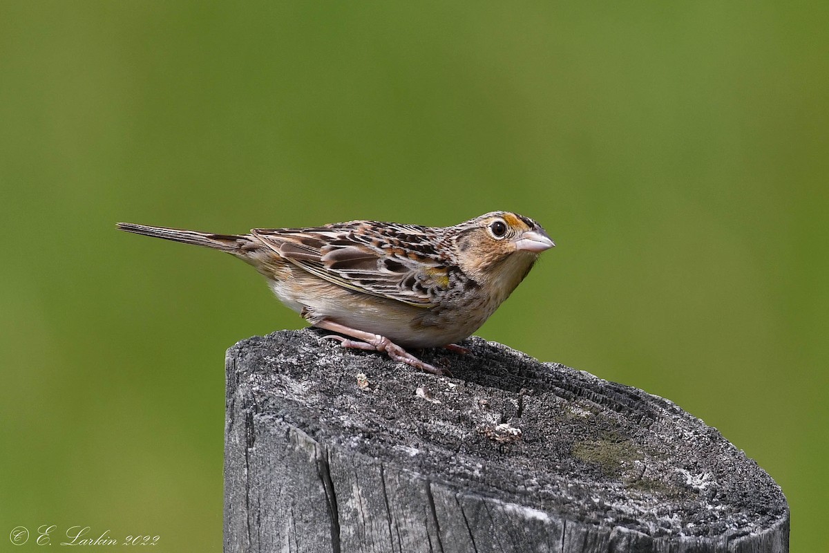 Grasshopper Sparrow - ML450199061