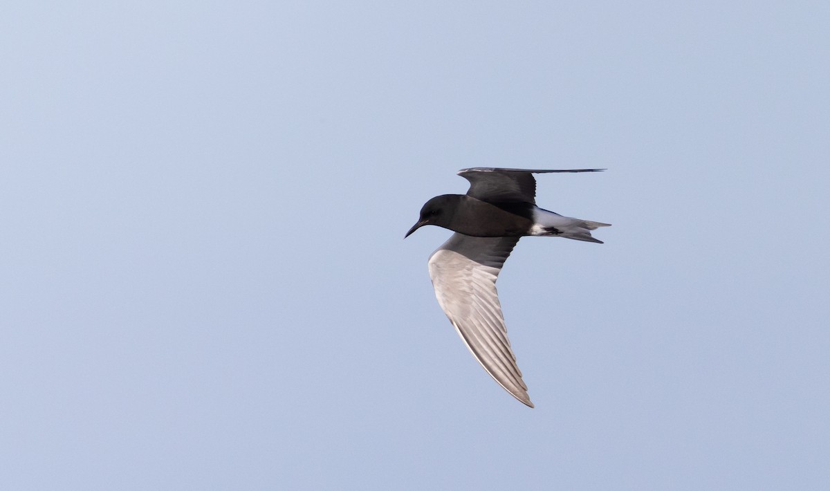 Black Tern (American) - ML450200591