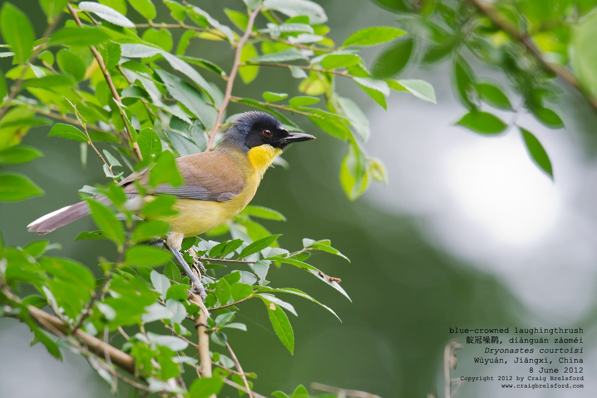 Blue-crowned Laughingthrush - ML45020061