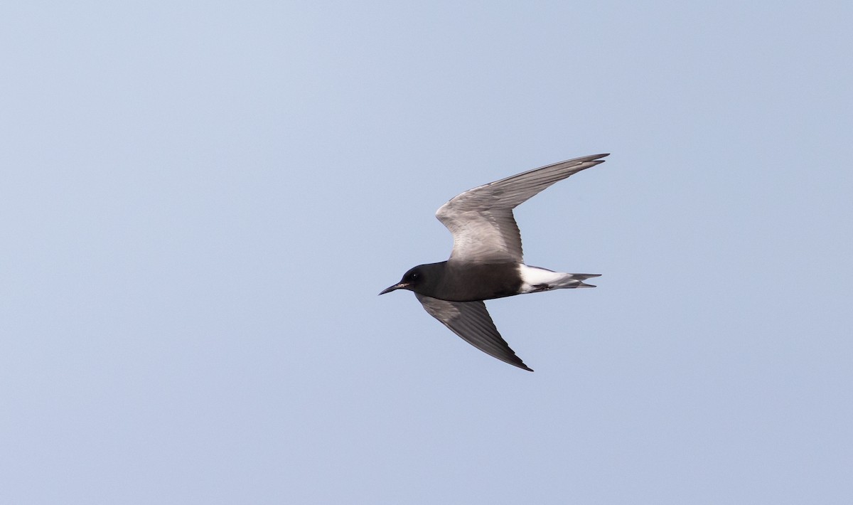 Black Tern (American) - ML450200621