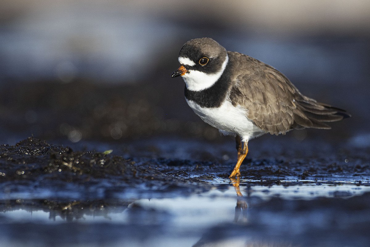 Semipalmated Plover - ML450206311
