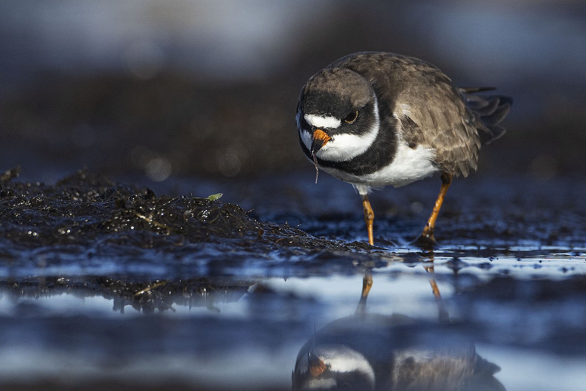 Semipalmated Plover - ML450206361
