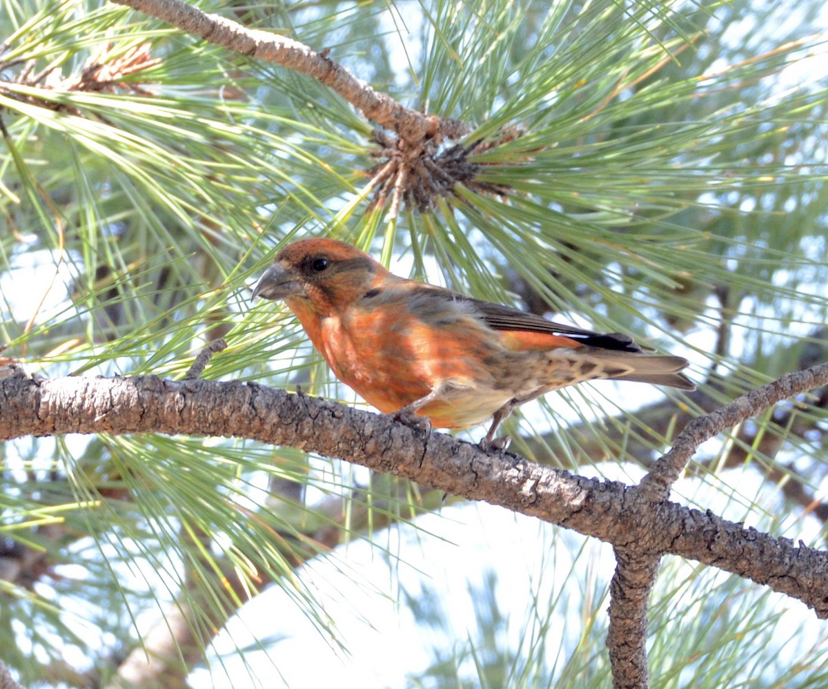 Red Crossbill (Sierra Madre or type 6) - Timothy Spahr