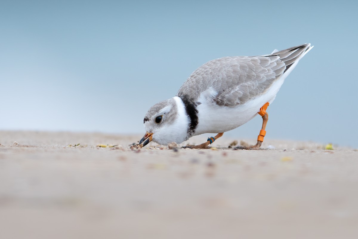 Piping Plover - ML450209791