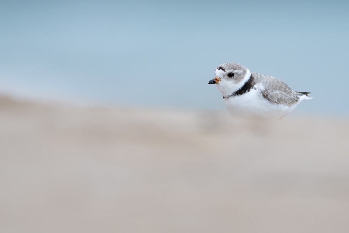 Piping Plover - ML450210241