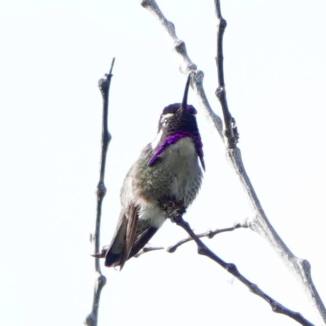 Costa's Hummingbird - ML450210691