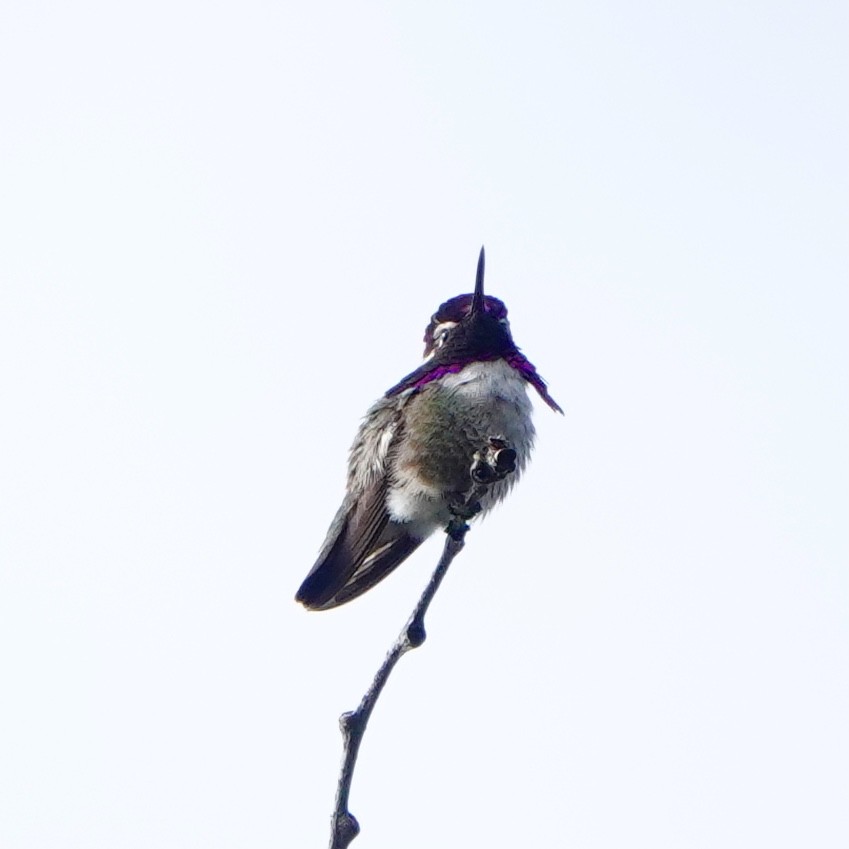Costa's Hummingbird - ML450210741