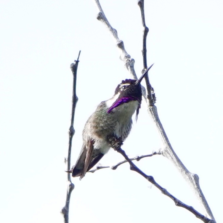 Costa's Hummingbird - Jordan Gunn