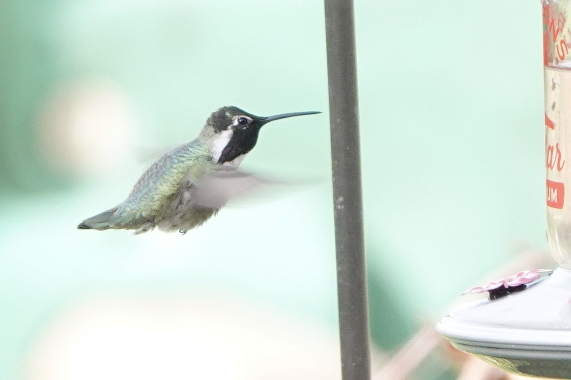Costa's Hummingbird - ML450210811