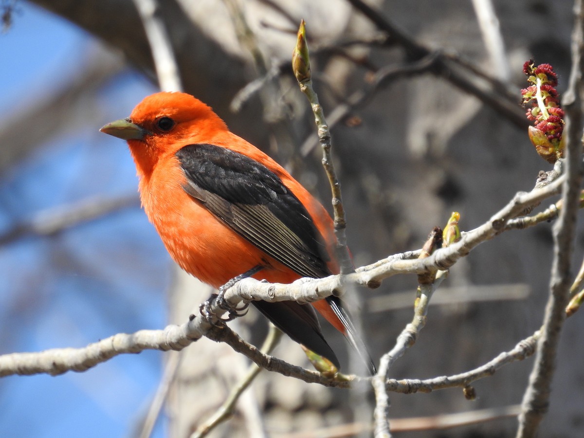 Scarlet Tanager - ML450215161