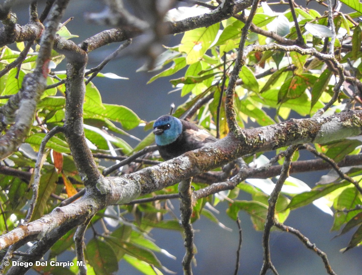 Blue-necked Tanager - ML450222741