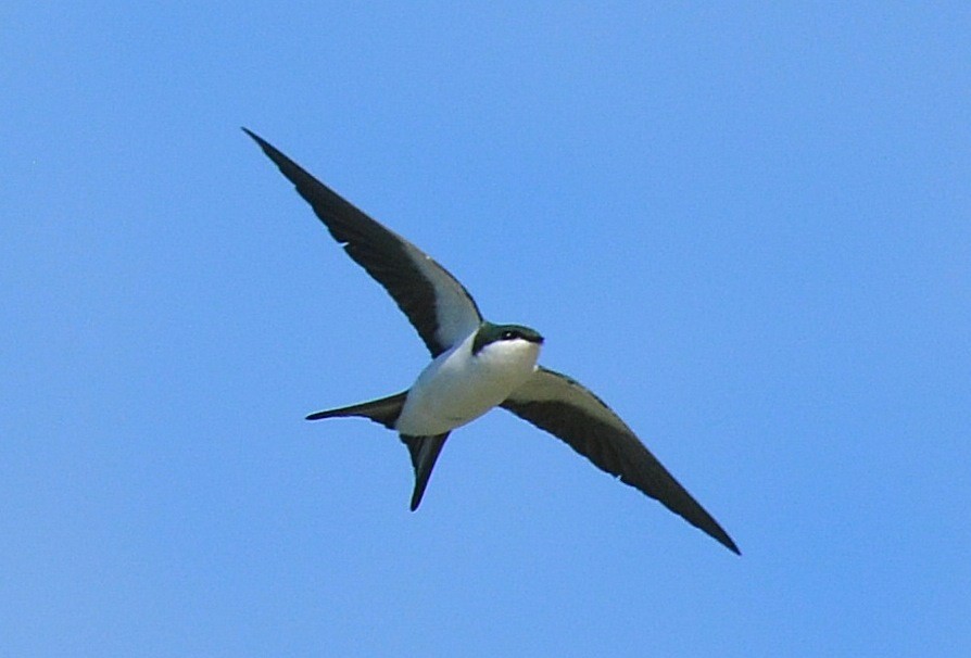 Bahama Swallow - Robert Norton