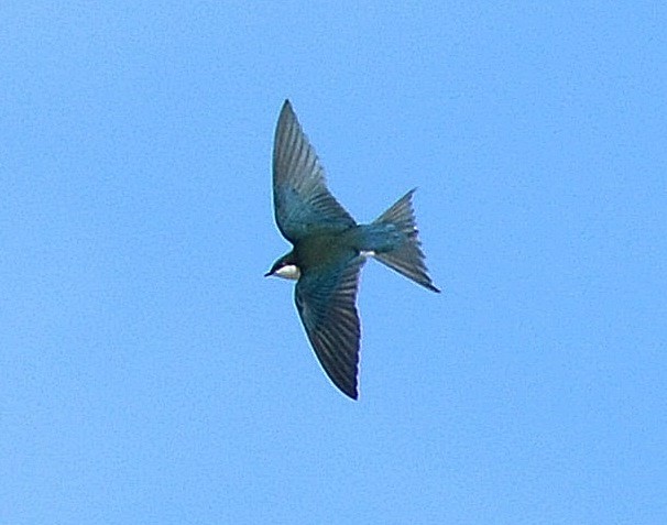 Bahama Swallow - Robert Norton