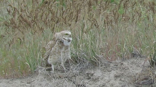 Burrowing Owl (Western) - ML450231281