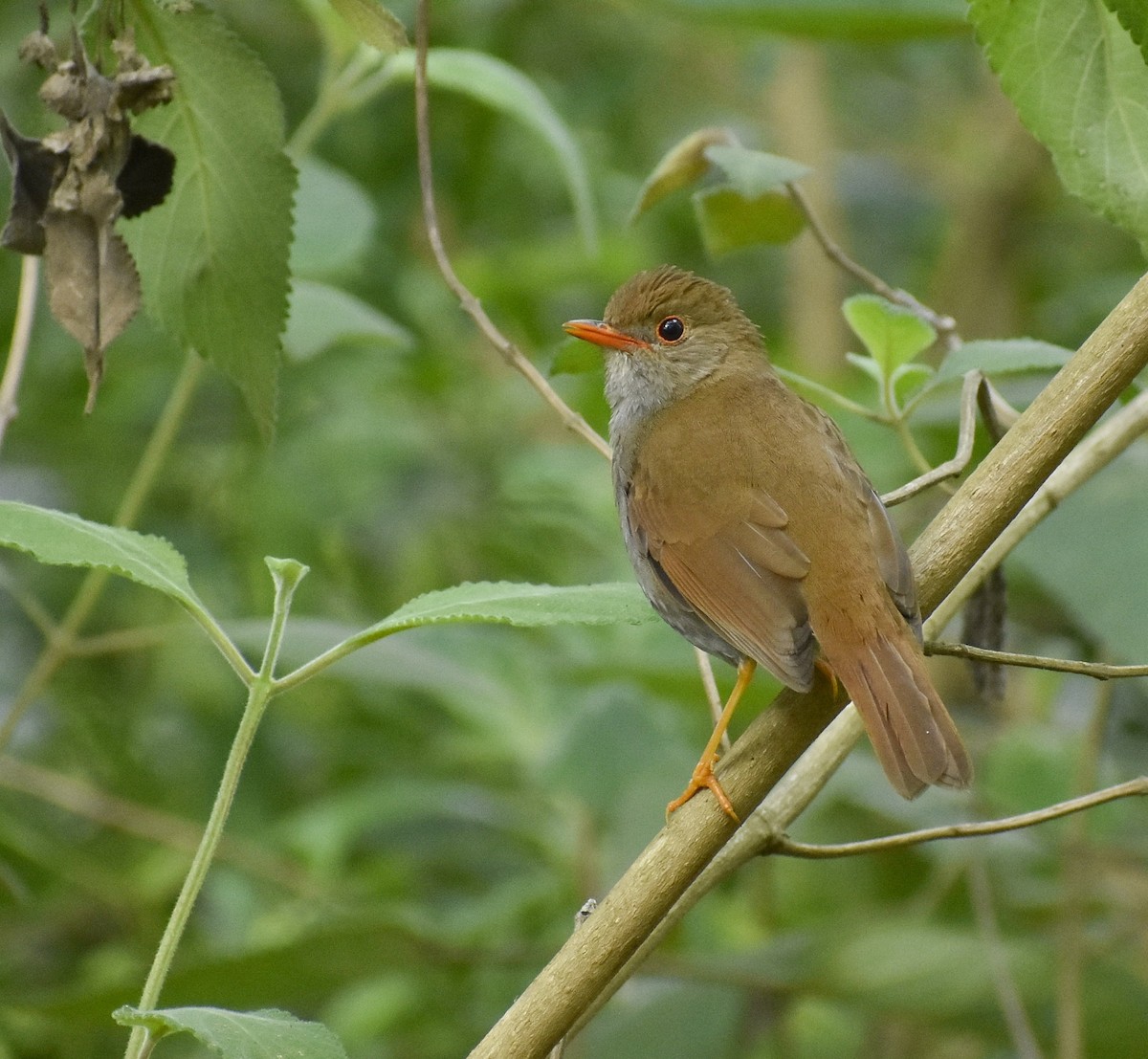 Orange-billed Nightingale-Thrush - Esteban Matías (birding guide) Sierra de los Cuchumatanes Huehuetenango esteban.matias@hotmail.com                             +502 53810540