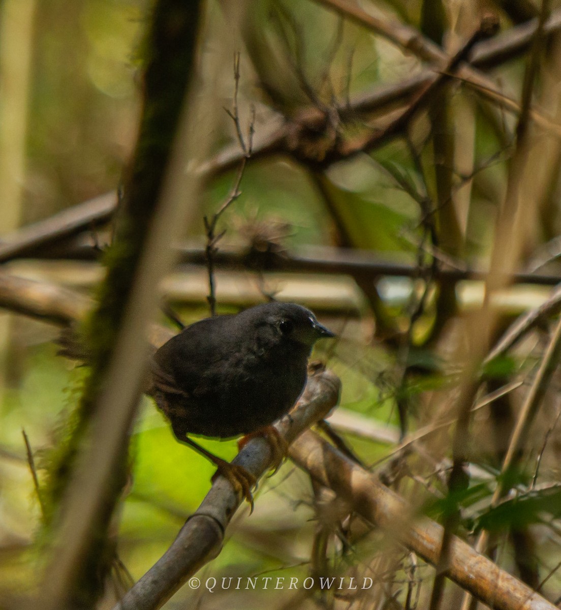 Ochre-flanked Tapaculo - ML450234271